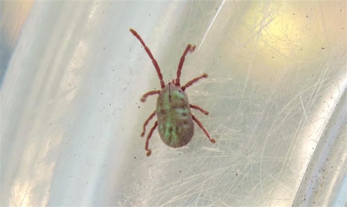 Another Prostigmata : cfr.  Erythraeidae